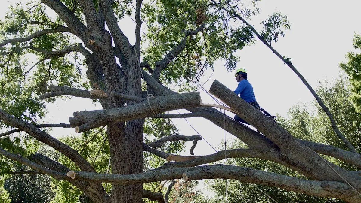 Professional Crown Thinning performed by certified arborists in Mount Carbon